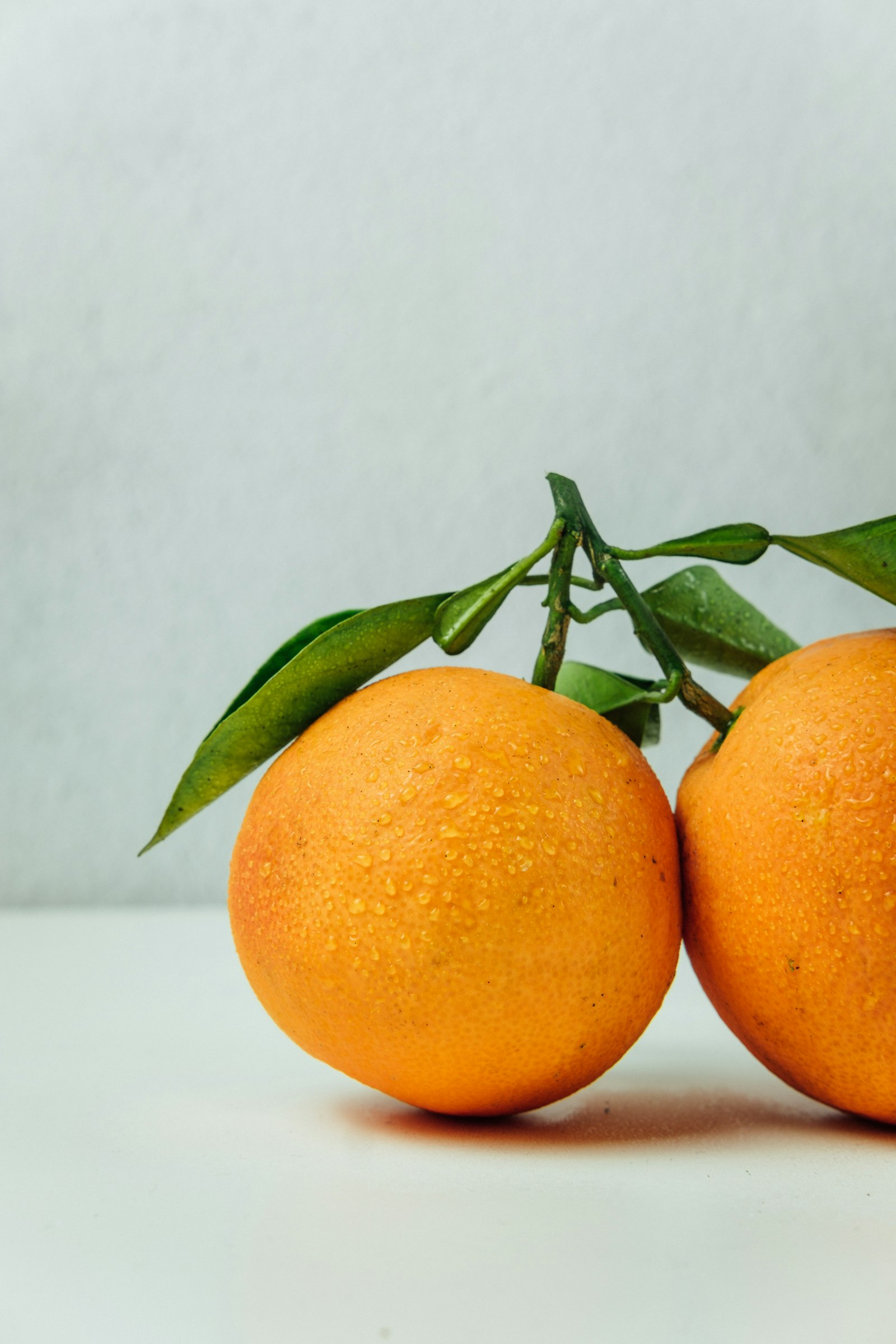 Fresh oranges hanging on the branch — like the fruiting orange tree in the courtyard
